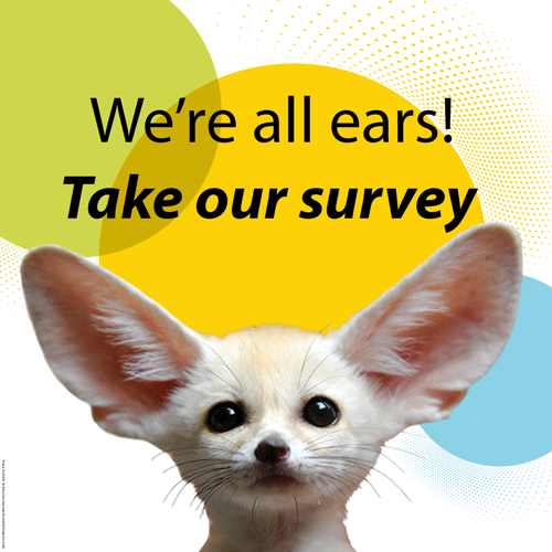 Image of cute fox with big ears. We're all ears. Take our survey
